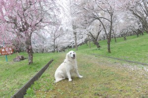 そろそろ飽きてきた野々花です