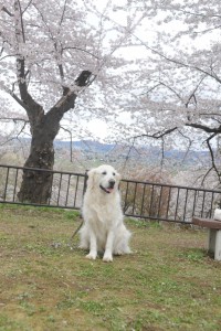 ここから、蟠龍寺が見えます