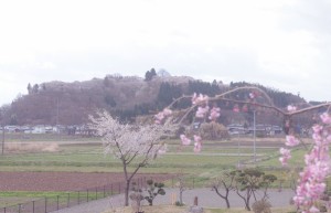 境内からみる城山公園もピンク色に染まる