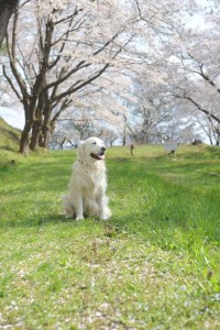 桜トンネルにて
