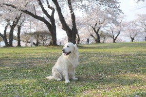御殿跡の広場その2