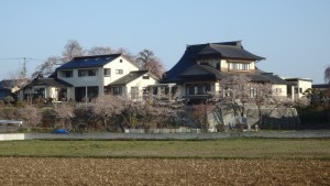 庫裡を囲む桜