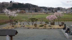 後方に見えるのは桜の名所、城山公園です