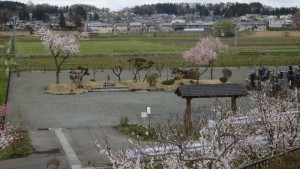 庭園墓地（永代供養墓）の桜