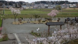 庭園墓地(永代供養墓)の桜