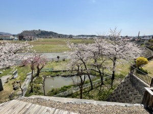 池の周りの桜