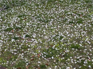沢山の花がそのまま散っていました