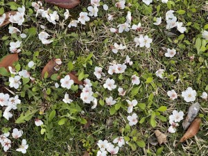 花弁がついたままの花が、そのまま落ちています
