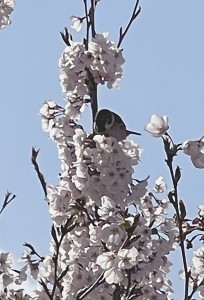 原因はスズメの「盗蜜」